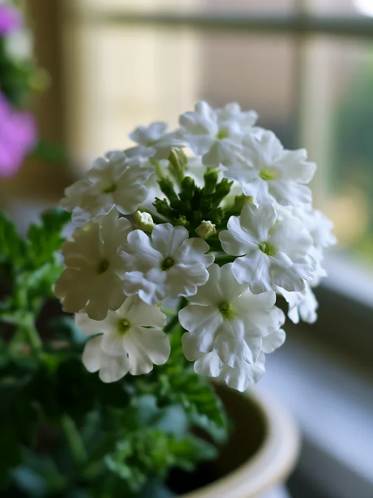 White verbena flowers in container are arranged on a windowsill, surrounded by green leaves.