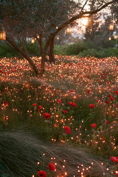 A wide meadow filled with red poppy flowers during sunset. Strings of fairy lights hang from trees, creating a warm glow. The scene captures the beauty of natur