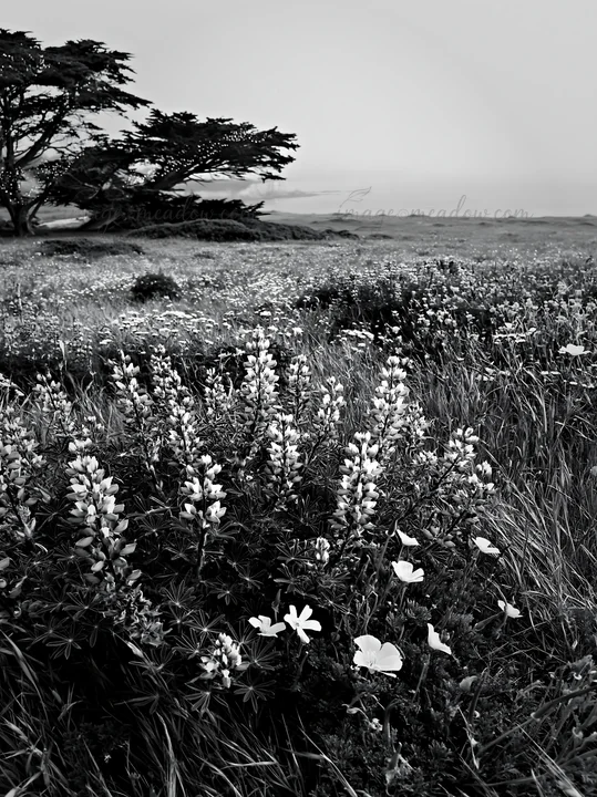 The scene shows a wide meadow filled with native flowers under the dusk sky. Fairy lights twinkle among the blooms, adding charm to the natural landscape. The l