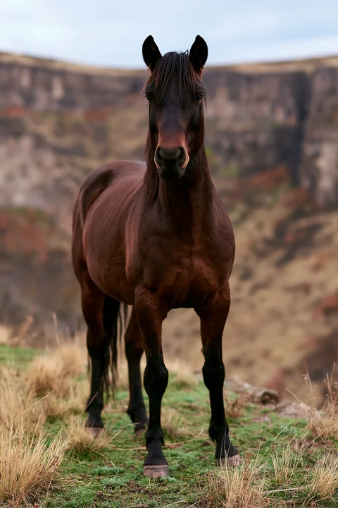 Wild horses near canyon cliffs graze on grass as dramatic rock formations rise in the background.