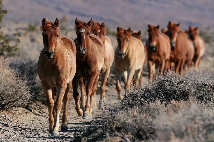 Wild horses run across a desert plain, moving in a line along a dirt path with sparse vegetation and rocky terrain in the background.