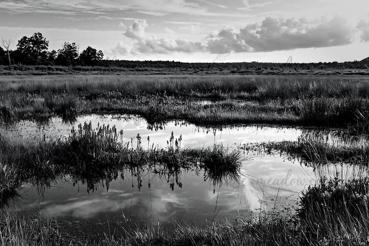 A meadow features wild orchids and small water pools reflecting clouds. The landscape shows lush green grass under a bright sky near trees. Presented as a premi