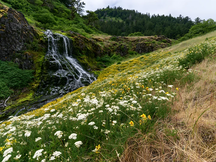 A meadow filled with wildflowers sits next to a cascade. The scene shows various flowers blooming alongside the water. The area is lush with greenery and hilly
