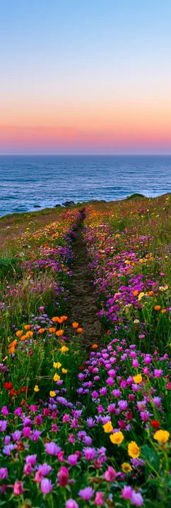 Wildflower path through a colorful meadow leading toward the ocean beneath a pastel sunset sky.