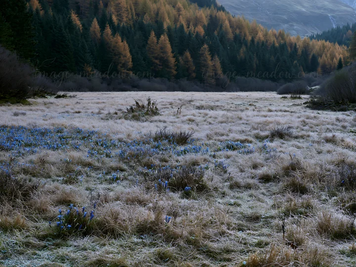 Frost covers the ground in a wooded valley meadow. Wildflowers bloom among the grass, surrounded by trees and mountains under a clear sky. The scene captures ea