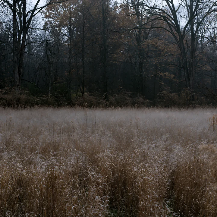 A valley meadow covered in dry grass is surrounded by tall trees. Fog hangs low in the air, creating a misty atmosphere. The scene captures the essence of an au