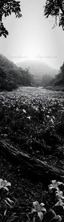 A fallen branch rests in the foreground of a meadow in Yamagata. Wildflowers fill the field under a foggy sky, with misty mountains visible in the background. B