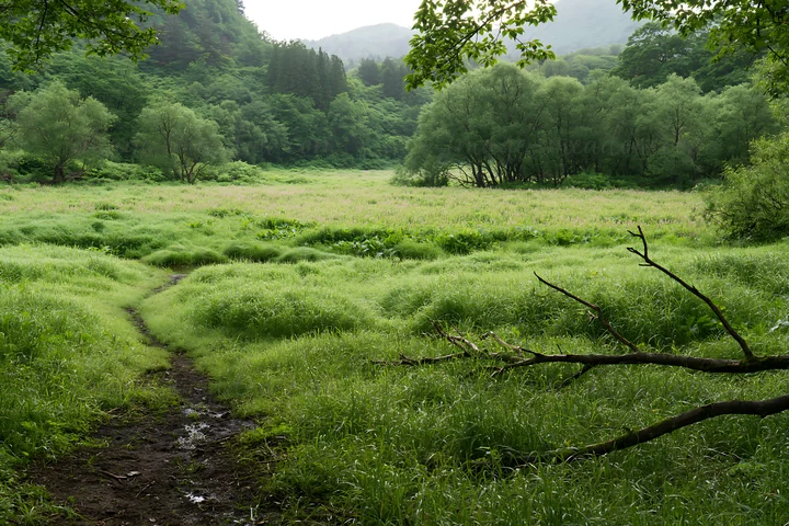 A fallen branch lies on a path in a lush rewilded meadow in Yamagata. Surrounding trees and grasses create a rich green landscape. The scene captures nature's g