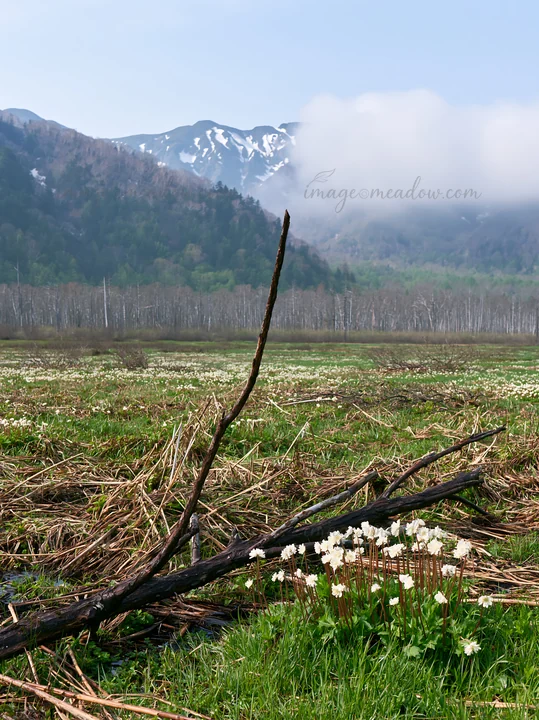 In a Yamagata meadow during spring, a fallen branch lies in the foreground, surrounded by blooming flowers and distant mountains. Light clouds hover over the hi