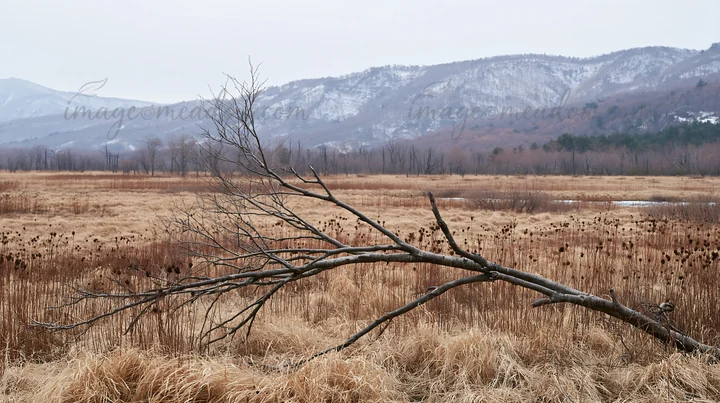 A barren branch lies in the foreground of a meadow in Yamagata, with distant mountains and dried grasses blending into the winter landscape.