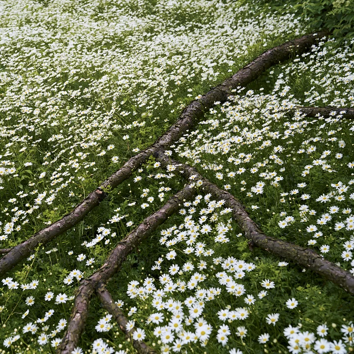A scene in a Yamagata meadow showcases a fallen branch lying amidst a field of white flowers, creating a natural landscape filled with greenery.