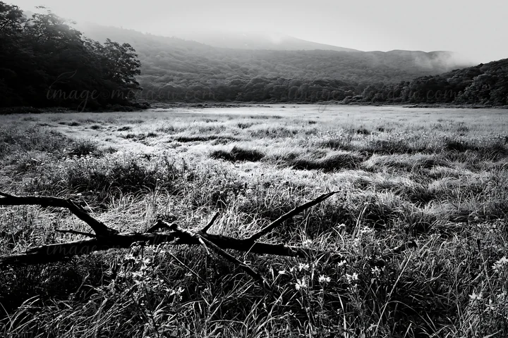 In Yamagata, a rewilded meadow stretches across the landscape, featuring a fallen branch in the foreground and blooming flowers scattered throughout. Presented