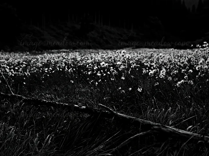 A fallen branch rests in the foreground of a Yamagata meadow, surrounded by a field of wildflowers and tall grass under dim light. The background features trees
