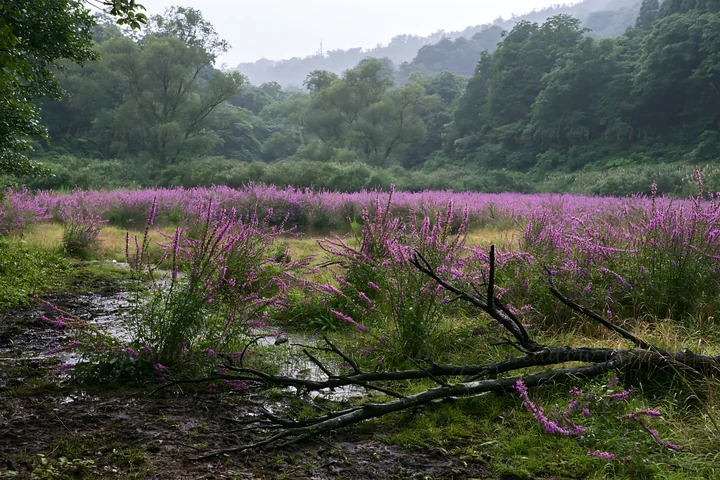 The scene shows a rewilded meadow in Yamagata. The meadow features tall flowers and lush greenery under overcast skies. A fallen branch lies in the foreground,