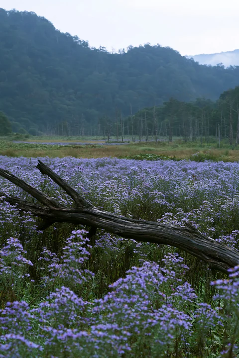 A fallen branch lies among blooming purple flowers in a meadow in Yamagata. The background shows trees and mountains under a cloudy sky, capturing a moment in n