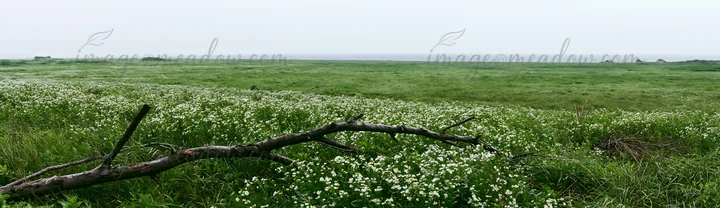 A fallen branch rests in a rewilded meadow in Yamagata. The landscape features lush grass and wildflowers, with a gray sky above. The area showcases natural gro