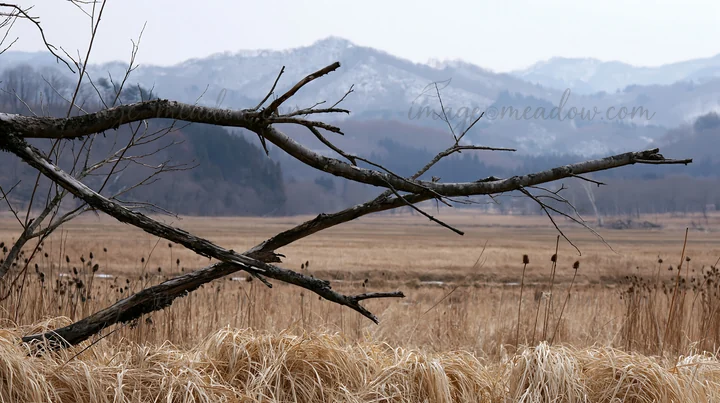 A fallen branch is positioned in the foreground of a wide meadow in Yamagata, with distant mountains visible under a gray sky. Tall grass fills the scene, addin