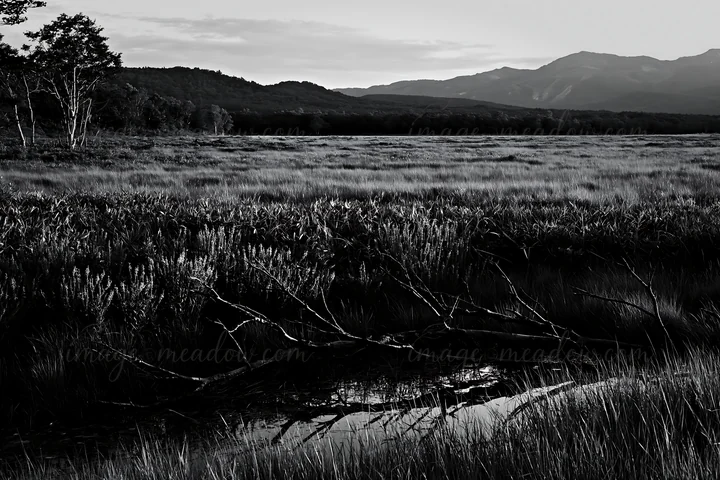 A fallen branch lies in the foreground of a meadow in Yamagata, surrounded by tall grasses and wildflowers with mountains in the background during the evening.