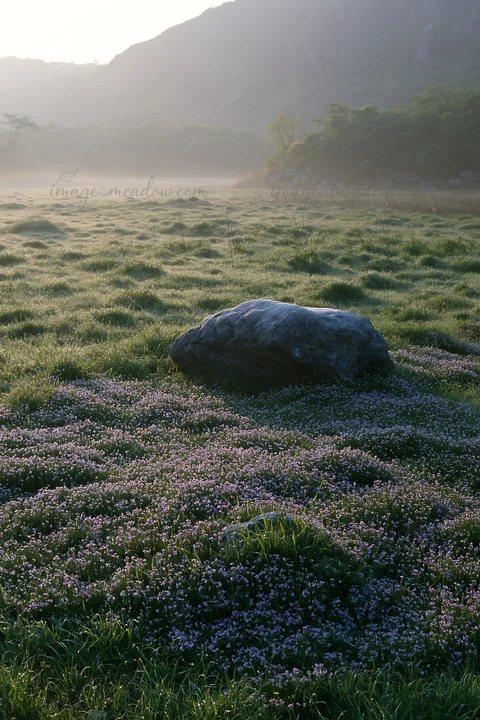A pale boulder sits on a Yamaguchi limestone meadow covered in small flowers. Morning mist lingers over the grass, creating a soft, muted landscape.