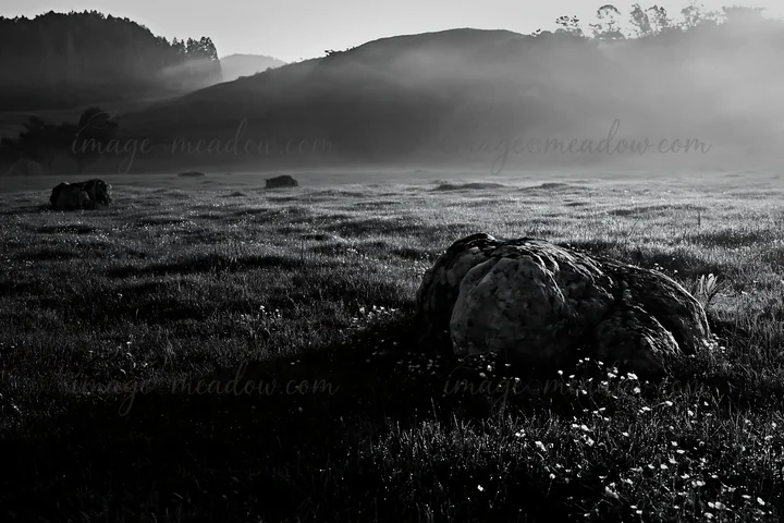 The scene shows a meadow in Yamaguchi with a pale boulder among green grass and yellow flowers. Morning light creates a soft atmosphere with a slight mist in th