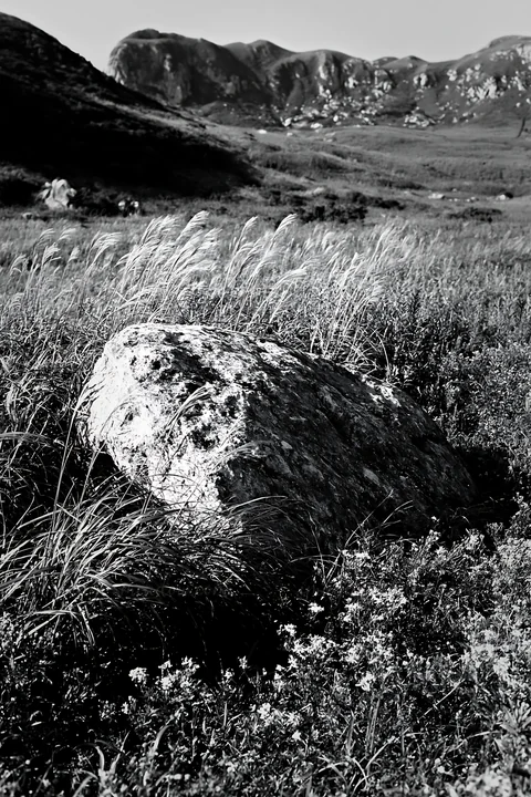 The scene shows a limestone meadow in Yamaguchi with a pale boulder in the foreground. Tall grasses and wildflowers surround the boulder, while hills form a bac
