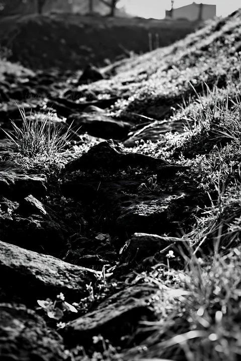 A pathway in a Yamanashi meadow featuring basalt stones interspersed with dense grass. The image captures the natural texture of the ground during the day.