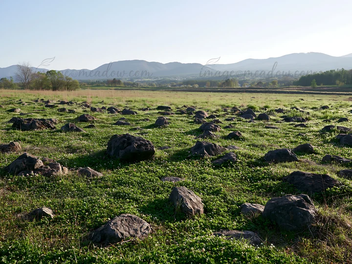 A meadow in Yamanashi features numerous basalt stones scattered across green grass, with mountains in the background. The scene captures the natural landscape d