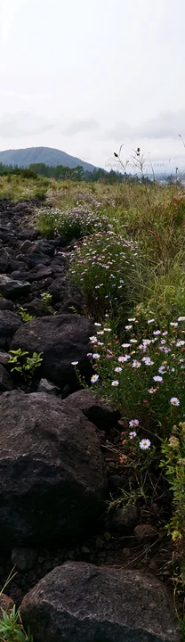 A meadow in Yamanashi with basalt stones, some wildflowers, and mountain views in the background. The landscape appears natural and untouched.