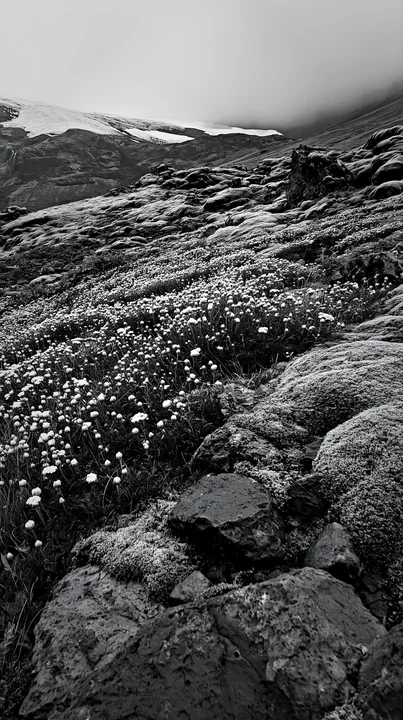 A field of yarrow flowers grows among rocks and moss in a meadow. A glacier is visible in the background under cloudy skies. The scene captures natural beauty i