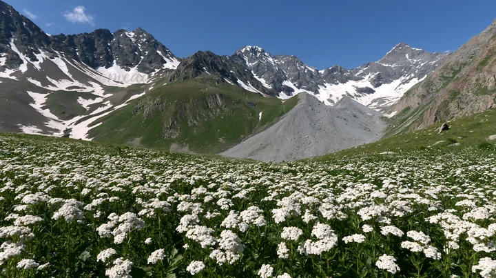 A field of yarrow blooms covers the valley floor, while snowy mountains rise in the background under a bright blue sky. This scene captures the vibrant growth o