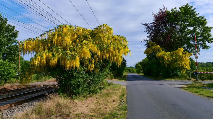 Yellow laburnum trees in full bloom stand beside a road near train tracks.