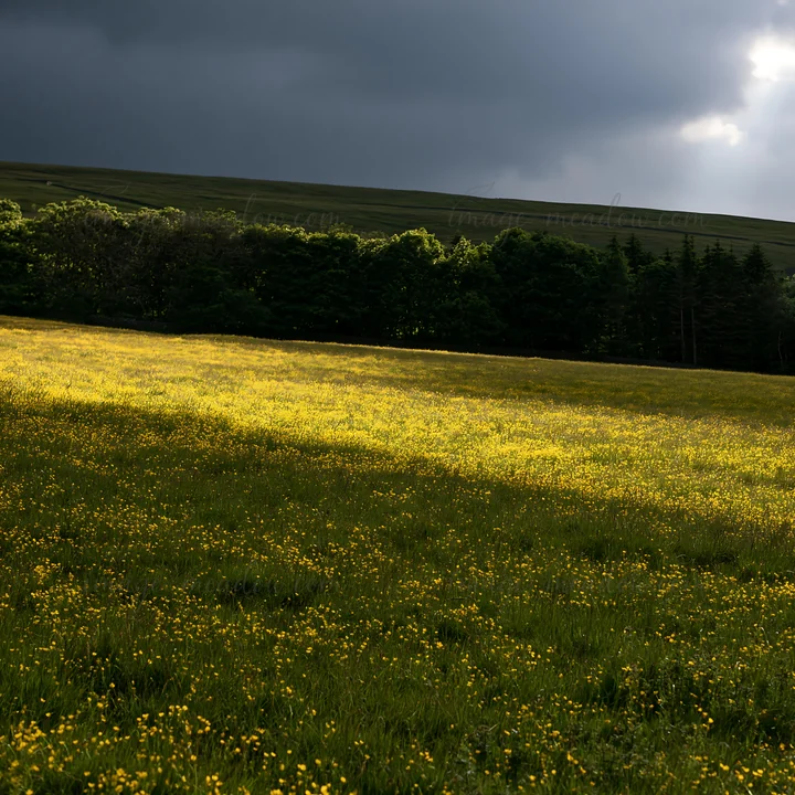 A field of buttercups fills the meadow in the Yorkshire Dales. Dark clouds gather in the sky, creating a contrast with the vivid yellow flowers. The scene captu